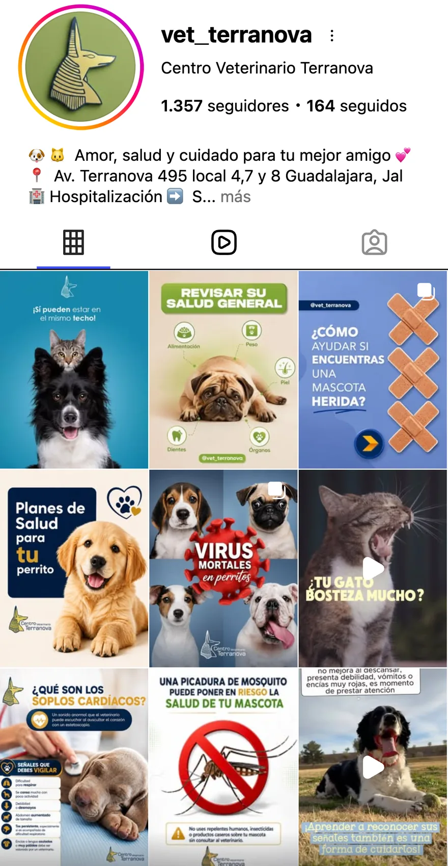 Perfil de Instagram de @vet_terranova